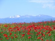 Clicca qui per vedere l'immagine in dettaglio