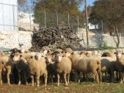 Clicca qui per vedere l'immagine in dettaglio