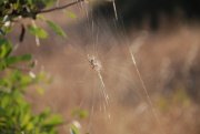 Clicca qui per vedere l'immagine in dettaglio