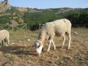 Clicca qui per vedere l'immagine in dettaglio