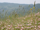 Clicca qui per vedere l'immagine in dettaglio